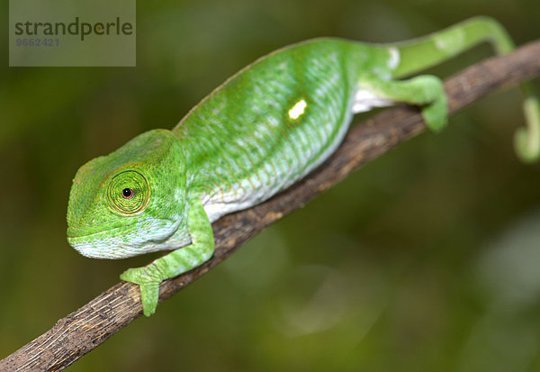 Parsons Chamäleon (Calumma parsonii parsonii)  Jungtier  im Regenwald  Voimana-Nationalpark  Madagaskar  Afrika