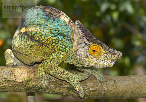 Parsons Riesenchamäleon (Calumma parsonii parsonii) im Regenwald  Madagaskar  Afrika