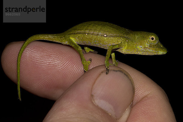 Marojejy-Chamäleon (Calumma marojezense)  Jungtier auf Finger  im Regenwald von Marojejy  Nordost- Madagaskar  Madagaskar  Afrika