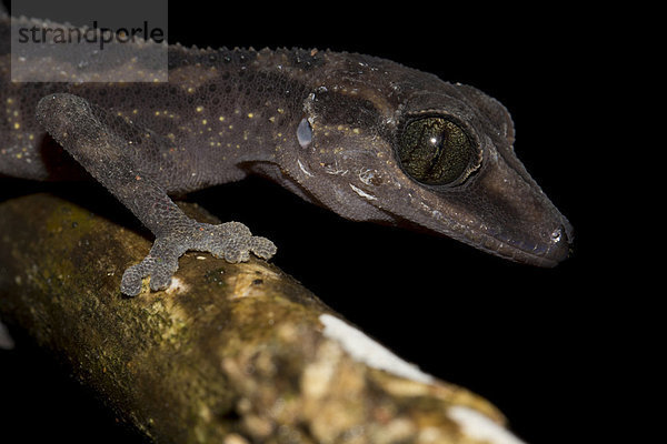 Gecko (Paroedura gracilis) im Regenwald von Marojejy  Nordwest-Madagaskar  Madagaskar  Afrika