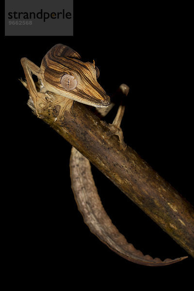 Bambus-Blattschwanzgecko (Uroplatus lineatus) im Regenwald von Marojejy  Nordost-Madagaskar  Madagaskar  Afrika