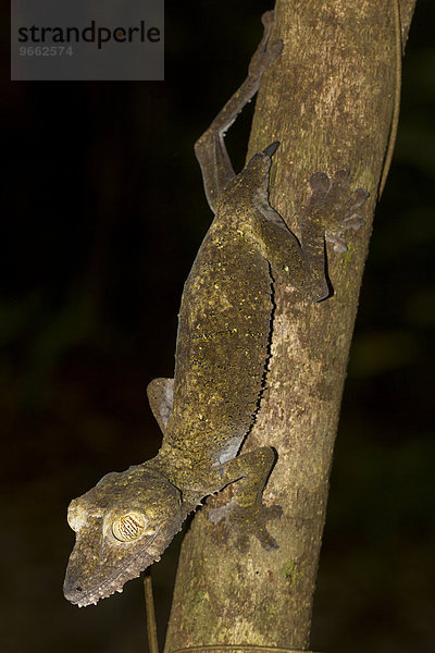 Blattschwanzgecko (Uroplatus fimbriatus) mit Schwanzregenerat  Nosy Mangabe  Nordost-Madagaskar  Madagaskar  Afrika