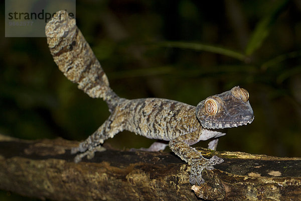 Blattschwanzgecko (Uroplatus fimbriatus)  Nosy Mangabe  Nordost-Madagaskar  Madagaskar  Afrika