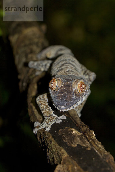 Blattschwanzgecko (Uroplatus fimbriatus)  Nosy Mangabe  Nordost-Madagaskar  Madagaskar  Afrika