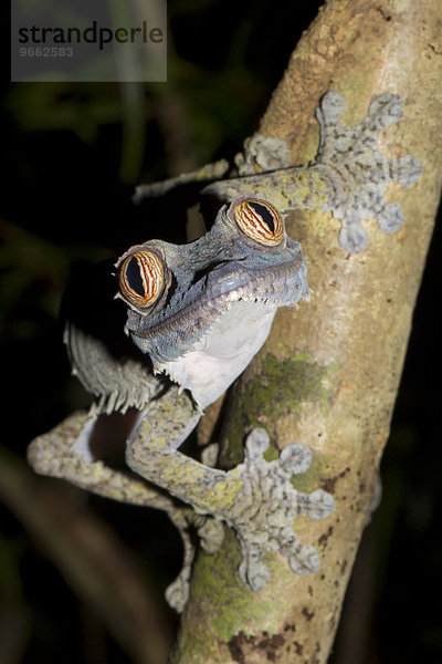 Blattschwanzgecko (Uroplatus fimbriatus)  Nosy Mangabe  Nordost-Madagaskar  Madagaskar  Afrika