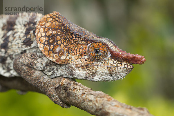 Kurzhorn-Chamäleon (Calumma brevicornis)  Männchen  im Regenwald von Andasibe  Ost-Madagaskar  Madagaskar  Afrika