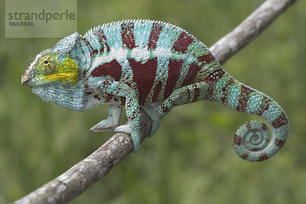 Pantherchamäleon (Furcifer pardalis)  Männchen  bei Ambanja  Nordwest-Madagaskar  Madagaskar  Afrika