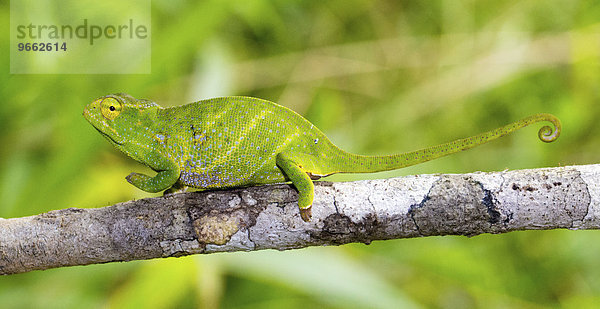 Wills Chamäleon (Furcifer willsii)  trächtiges Weibchen)  im Regenwald von Andasibe  Ost-Madagaskar  Madagaskar  Afrika