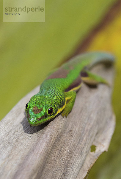 Streifentaggecko (Phelsuma lineata)  Andasibe  Ost-Madagaskar  Madagaskar  Afrika