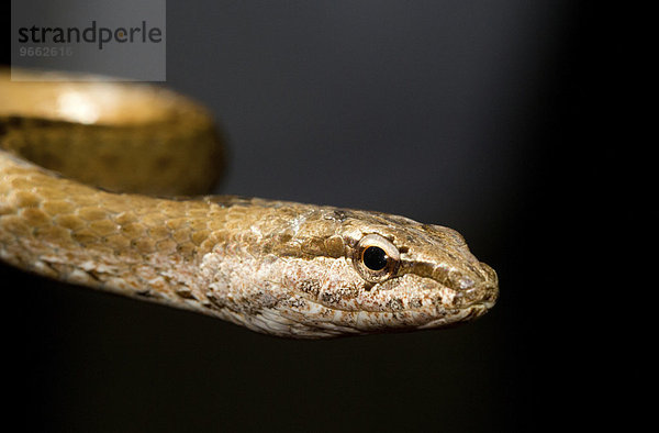 Mahafalynatter (Mimophis mahfalensis)  Trockenwald von Ankarafantsika  West-Madagaskar  Madagaskar  Afrika