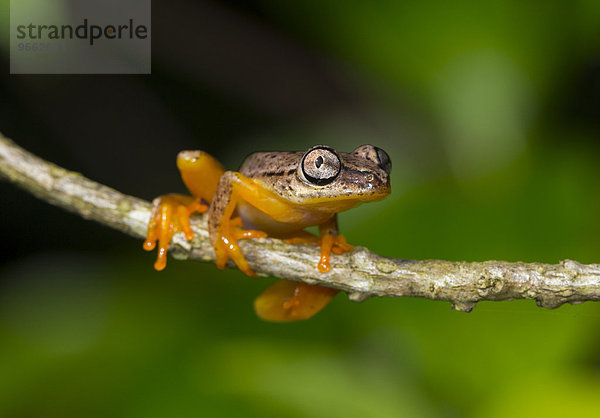 Madagaskarfrosch (Heterixalus punctatus)  Maroantsetra  Nordost-Madagaskar  Madagaskar  Afrika