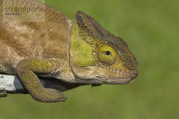 Parsons Chamäleon (Calumma parsonii cristifer) im Regenwald von Andasibe  Ost-Madagaskar  Madagaskar  Afrika