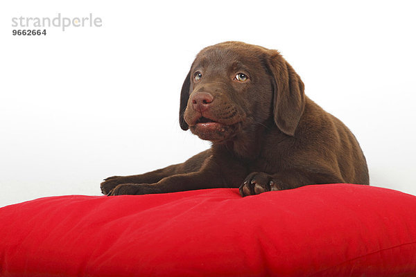 Brauner Labrador Retriever Welpe  zwölf Wochen  Rüde  liegt auf rotem Kissen
