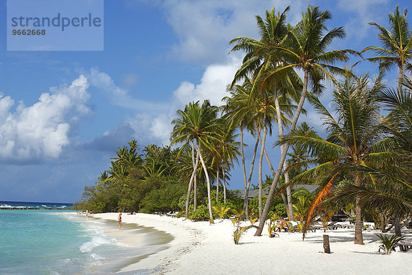 Palmenstrand am Indischen Ozean  weißer Sand und Kokospalmen (Cocos nucifera)  Insel Kuredu  Kuredu Island Resort  Lhaviyani-Atoll  Malediven  Asien
