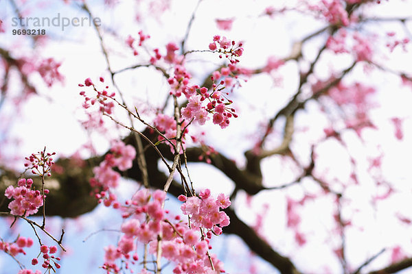 Kirschblüte