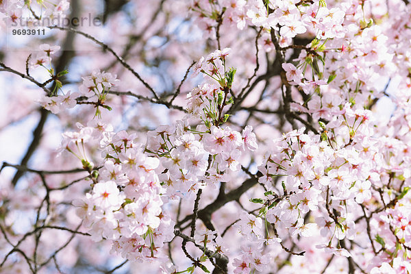 Kirschblüte