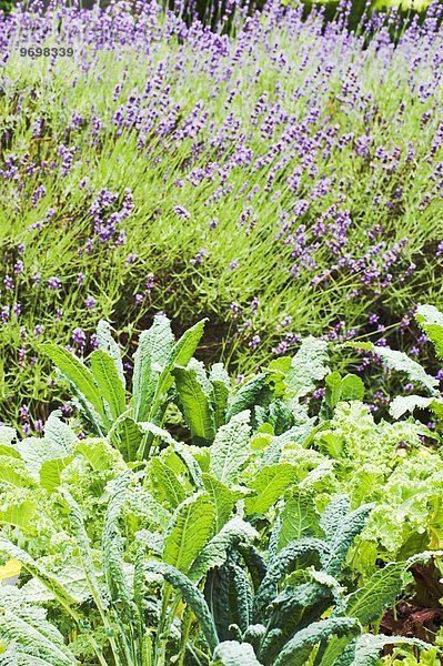 Gemüsepflanzen & blühender Lavendel im Garten