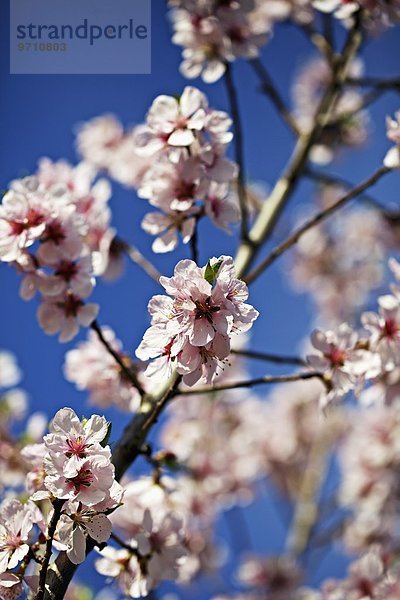 Pfirsichblüten am Baum