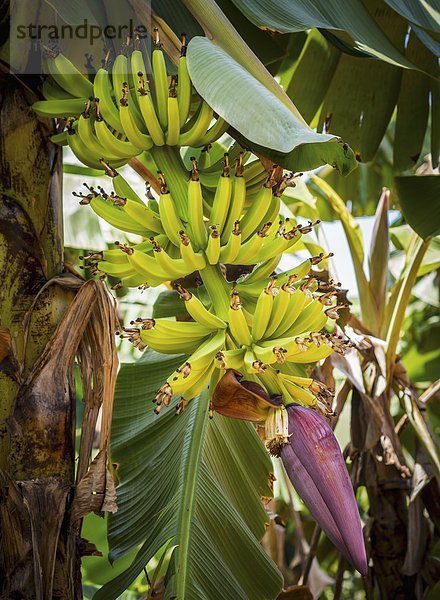Bananenblüte und junge Bananen auf der Insel Sansibar