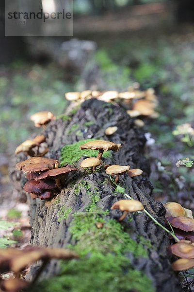 Baumstamm mit Pilzen im Wald