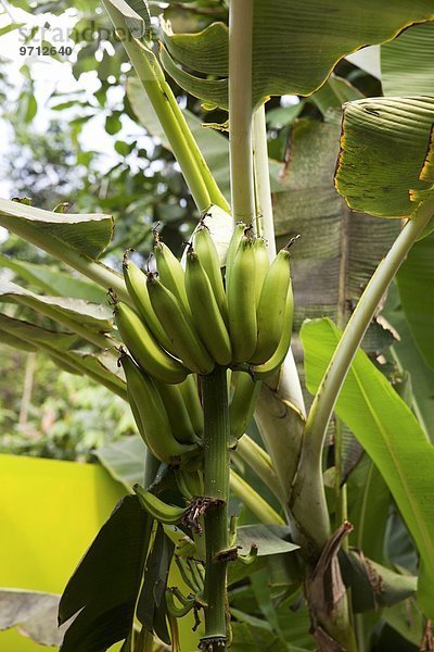 Bananen vor der Ernte