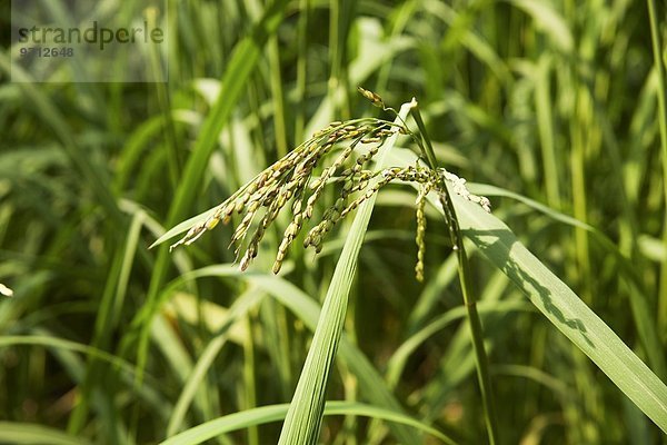 Reis vor der Erntezeit