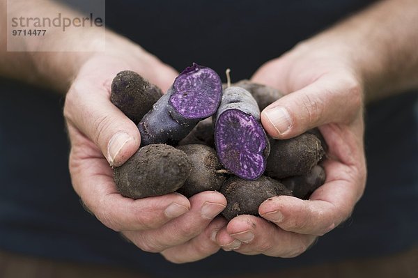 Männerhände halten frisch geerntete Kartoffeln der alten blauen Sorte Vitelotte