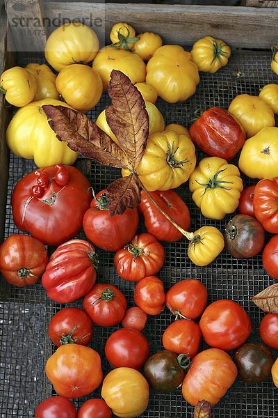 Tomaten verschiedener Farben und Formen in Obstkiste auf dem Markt
