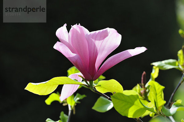 Blüte der Tulpen-Magnolie (Magnolia x soulangeana)  Amabilis Kulturform
