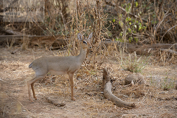 Kirk-Dikdik (Madoqua kirkii)  Weibchen steht im Unterholz  sichert  vorsichtig  Samburu Nationalreservat  Kenia  Afrika
