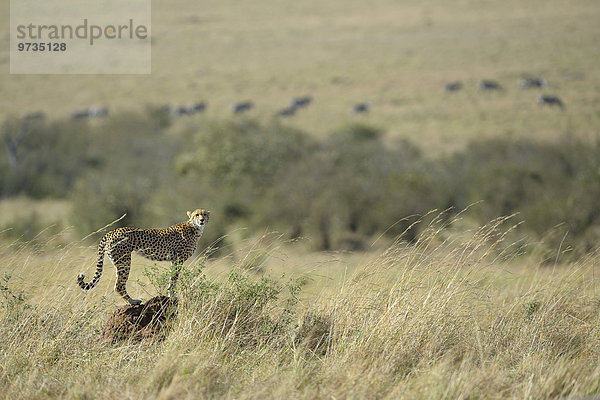 Gepard (Acinonyx jubatus)  Gepardin blickt über die Savanne  steht auf einem Termitenhügel  Masai Mara Nationalreservat  Kenia  Afrika