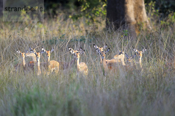 Impalas  Schwarzfersenantilopen (Aepyceros Melampus) Herde  Weibchen mit Jungtieren  South Luangwa Nationalpark  Sambia  Afrika