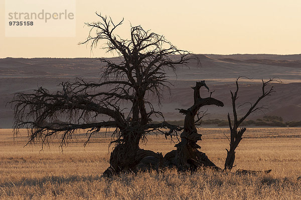 Abgestorbener Kameldornbaum (Vachellia erioloba) beim Sesriem Camp  hinten die Elim-Düne  Abendlicht  Sesriem  Namibia  Afrika