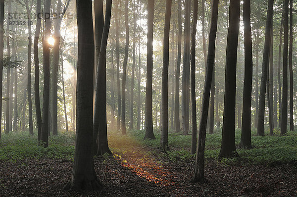 Rotbuchen (Fagus sylvatica)  Laubwald mit Nebelstimmung bei aufgehender Sonne  Nordrhein-Westfalen  Deutschland  Europa