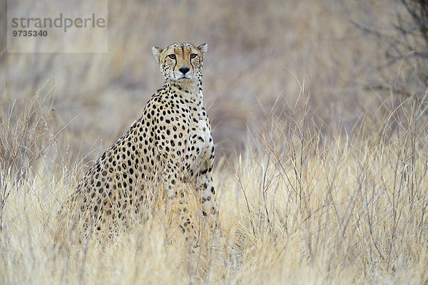 Gepard (Acinonyx jubatus)  kräftiges Männchen  Samburu Nationalreservat  Kenia  Afrika