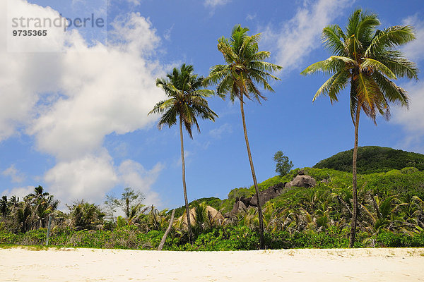 Drei Palmen am Strand Grand'Anse  Insel La Digue  La Digue and Inner Islands  Seychellen  Afrika