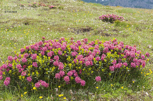 Rostblättrige Alpenrose (Rhododendron ferrugineum)  Alm  Dolomiten  Veneto  Italien  Europa