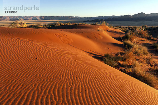 Südliche Ausläufer der Namib-Wüste  Sanddünen mit Grasbüscheln  hinten die Tirasberge  Morgenlicht  Namibia  Afrika