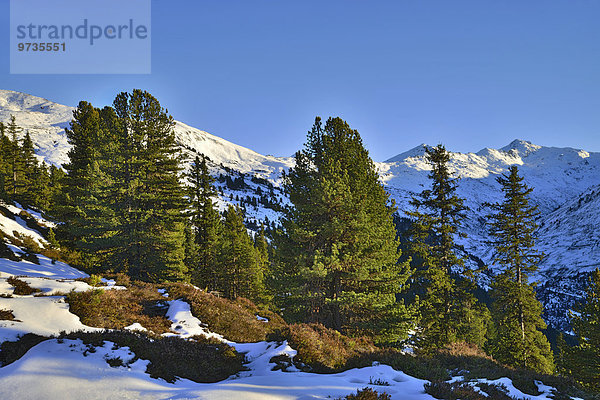 Zirbe oder Zirbelkiefer (Pinus cembra)  Nonsjöchl  Weerberg  Tirol  Österreich  Europa