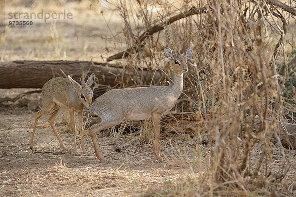 Kirk-Dikdik (Madoqua kirkii)  Männchen prüft den Duft des Weibchens  prüft die Paarungsbereitschaft  Samburu Nationalreservat  Kenia  Afrika