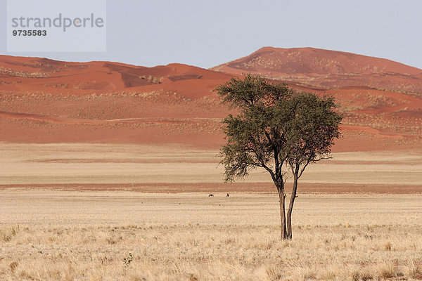 Kameldornbaum (Vachellia erioloba) in der Grassteppe  hinten die Dünen der Namib-Wüste  an der D707  Namibia  Afrika