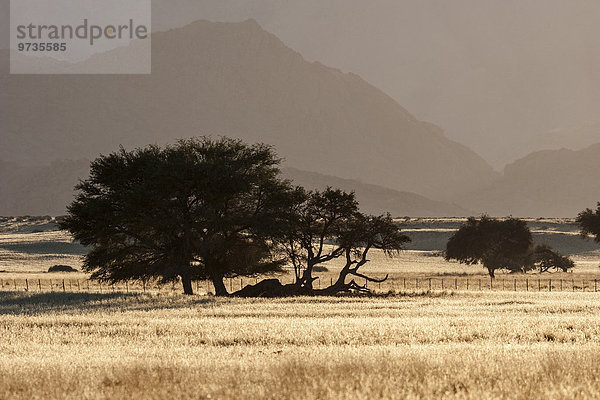 Kameldornbäume (Vachellia erioloba) in Graslandschaft  nähe Sesriem Camp  Abendlicht  Sesriem  Namibia  Afrika