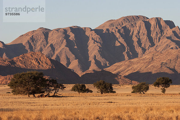 Grassteppe mit Kameldornbäumen (Vachellia erioloba)  nähe Sesriem Camp  Abendlicht  hinten die Naukluftberge  Sesriem  Namibia  Afrika