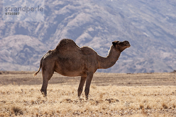 Dromedar  Kamel (Camelus dromedarius) in der Grassteppe  Nähe Solitaire  Namibia  Afrika