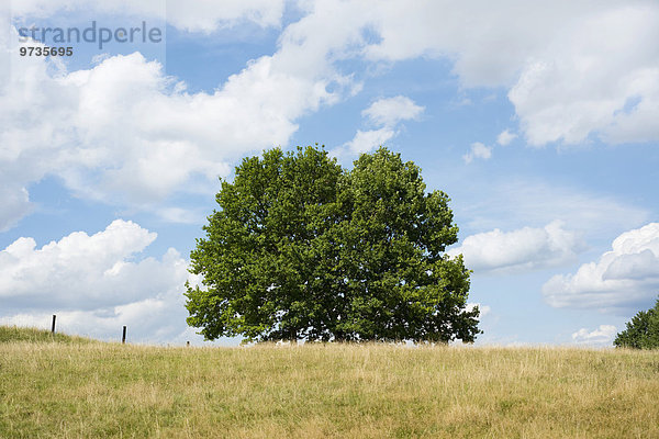 Stieleichen (Quercus robur) im Spätsommer  Niedersachsen  Deutschland  Europa