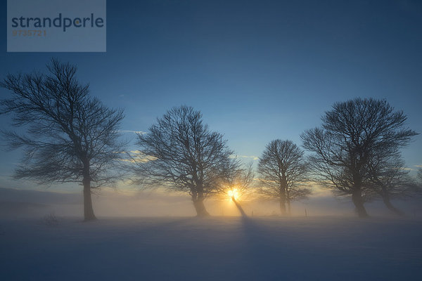 Wetterbuchen bei Sonnenuntergang im Winter  Schauinsland  bei Freiburg im Breisgau  Schwarzwald  Baden-Württemberg  Deutschland  Europa