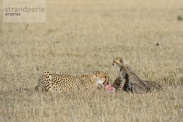 Gepard (Acinonyx jubatus)  Gepardin mit ihren Jungtieren am Riss  fressend  Masai Mara Nationalreservat  Kenia  Afrika