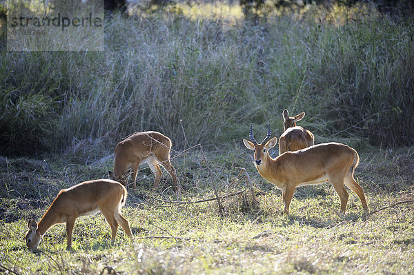 Puku (Kobus vardonii)  Gruppe  äsend  South Luangwa Nationalpark  Sambia  Afrika