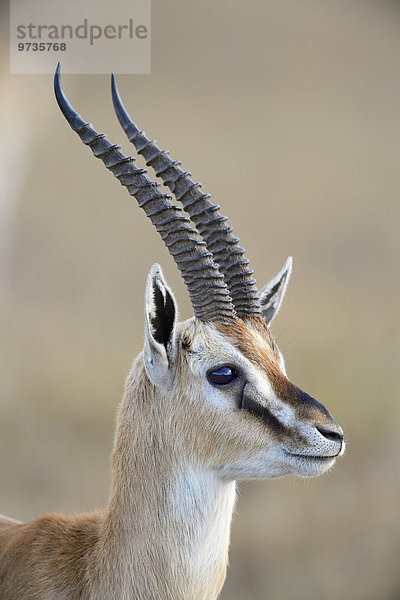 Thomson-Gazelle (Eudorcas thomsoni)  Bock  Samburu Nationalreservat  Kenia  Afrika