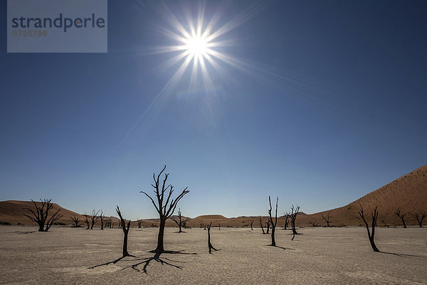 Abgestorbene Kameldornbäume (Vachellia erioloba)  Sanddünen  Salztonpfanne  Gegenlicht  Dead Vlei  Sossusvlei  Namib-Wüste  Namib-Naukluft-Park  Namibia  Afrika